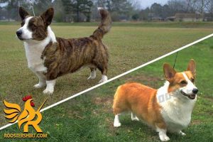 Identifying the Differences Between Pembroke and Cardigan Welsh Corgis