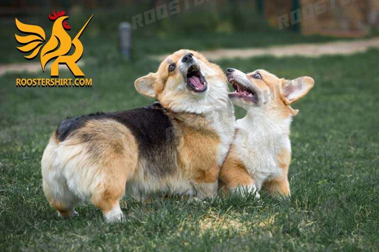 Playful and Energetic Characteristic Features of Corgi Dogs