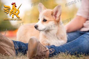 Provide Mental and Physical Stimulation Guide to Raising Corgi Dogs