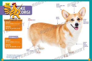 Unraveling the Characteristic Features of Corgi Dogs