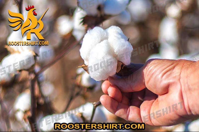 Cotton fabric production process
